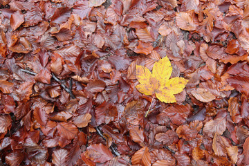 Autum fallen leaves and maple leaf