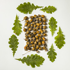 Acorns and oak leaves form creative square shape. Square format. Top view. Flat lay.