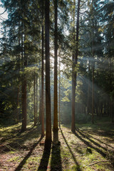 Early morning in coniferous forest