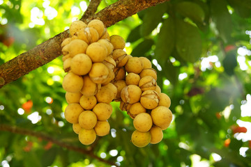 Longkong is used for the type which has skin that is easily peeled off (without milky latex). The ping pong ball sized fruits grow together in big clusters.