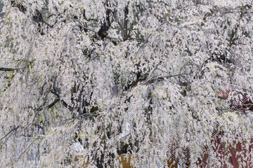 中塩のしだれ桜