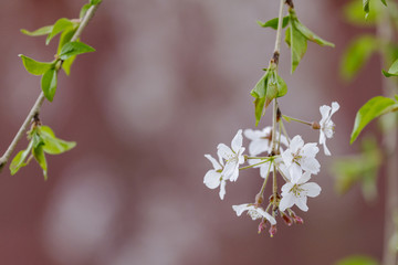 桜