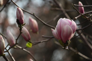 magnolia in park in spring