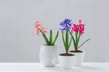 Fototapeta na wymiar hyacinth in pot on white background