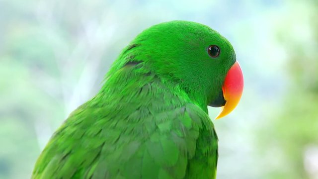 Close-up of green eclectus parrot watching around and then starting to preen its plumage. Portrait of gorgeous bright colored tropical bird against foliage on background. Exotic avian species.