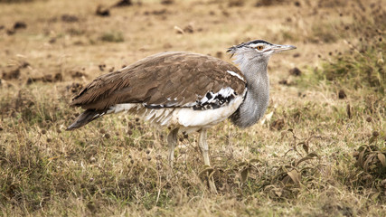 Uccello africano