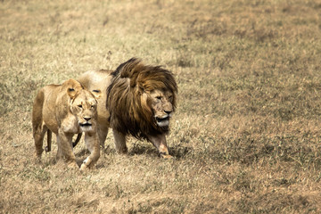 Leone e leonessa