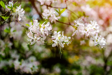 White rhododendron blooms against the background of green grass 