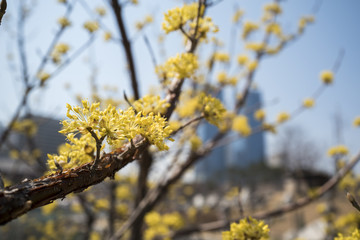 spring