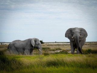 Fototapeta na wymiar éléphants d'Afrique - Namibie