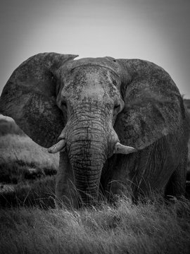 éléphant d'Afrique - Namibie