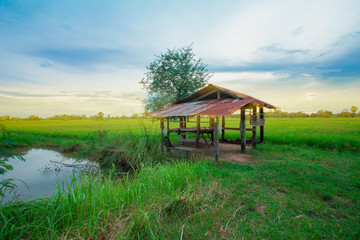 Rice Paddy, Dusk, Farm, Field, Rice - Cereal Plant