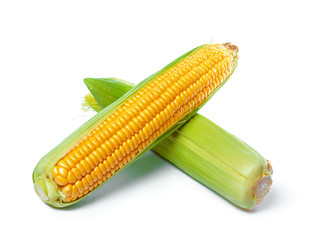 corn isolated on white background