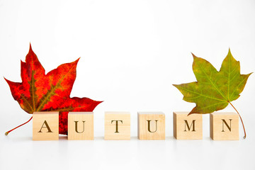 wooden cubes with the inscription Autumn next to them a large red maple leaf on a white background