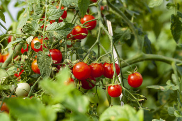 Green Leaves and Red Tomatoes
