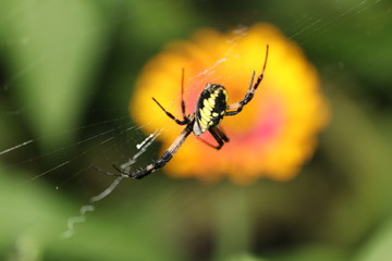 Spider Flower
