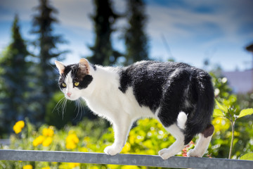 a beautiful cat is walking on a balcony banisters