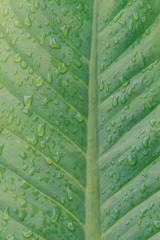Tropical green leaf with rain droplets, dark green foliage texture backgrounds