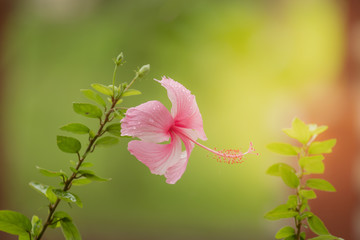 Water drops on pink chaba flower after rain in the garden, Sunny day concept,Natural background