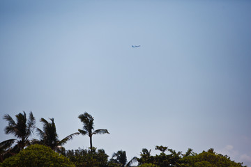 plane above palms
