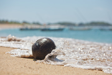 coconut on the ocean shore