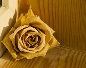 Dried rose bud on a wooden background in the corner of the window