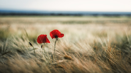 poppy