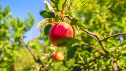 apples on the tree