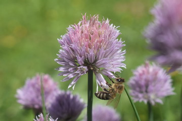 Biene und Schnittlauch Blüte im Garten