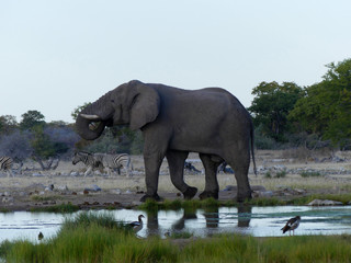Fototapeta na wymiar éléphant d'Afrique
