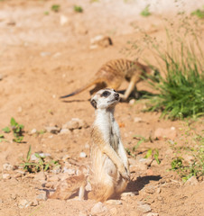 Fototapeta premium animal marmot in the park