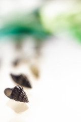 close up seashell