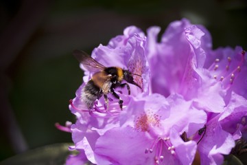 hummel auf rhododendronblüte