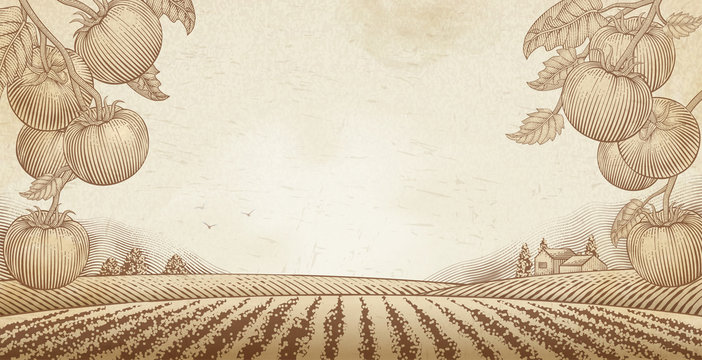 Tomato orchard background