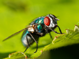 Fly on Green Background