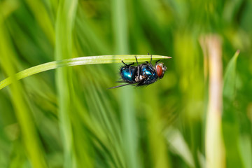 Fly on Grass Stalk