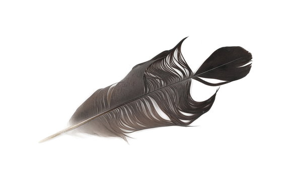 Grey bird feather, isolated on white background