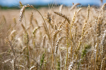 Fototapeta premium Shot of a wheat field in late summer. Grain harvester ready to collect the corp. Wheat is a grass cultivated for its seed. grain is a small, hard, dry seed, harvested for human, animal consumption