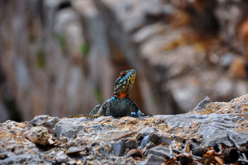 Lizzard on rock