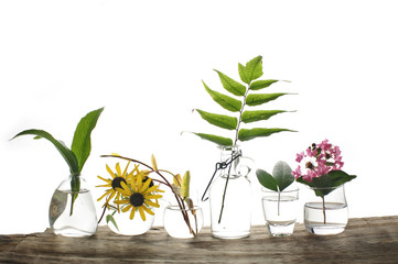 flowers and plants, decorative uses