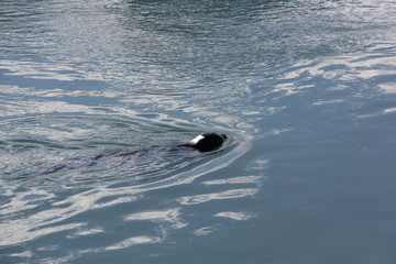nez du phoque © helenedevun