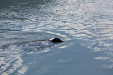 Fototapeta premium le phoque apparait