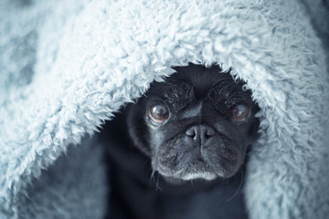 black pug under blue sheet