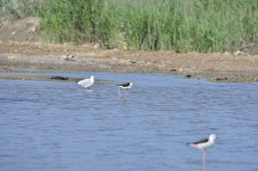 The birds of the sea