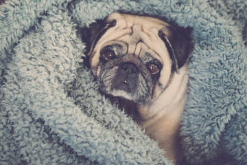 clear brown pug with intense expression looking a tyou