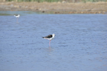 The birds of the sea