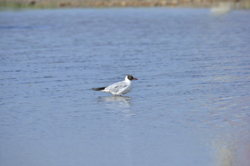 The birds of the sea