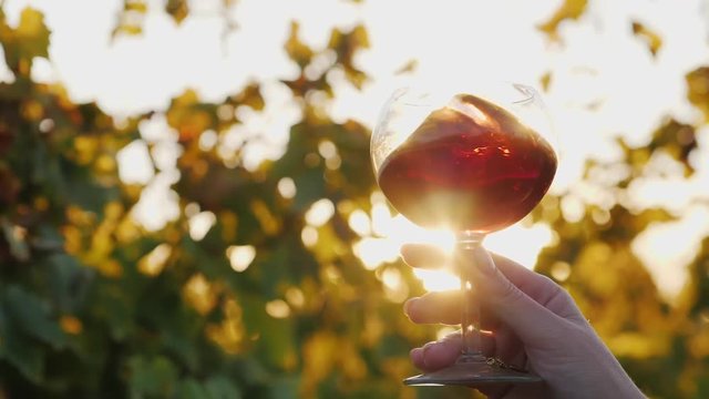 The sun shines beautifully through a glass of red wine. Hand holds a glass against the vineyard background