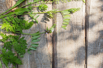 green leaves on old wooden background