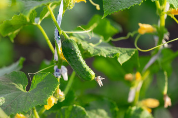 Cucumber on a bush in the garden